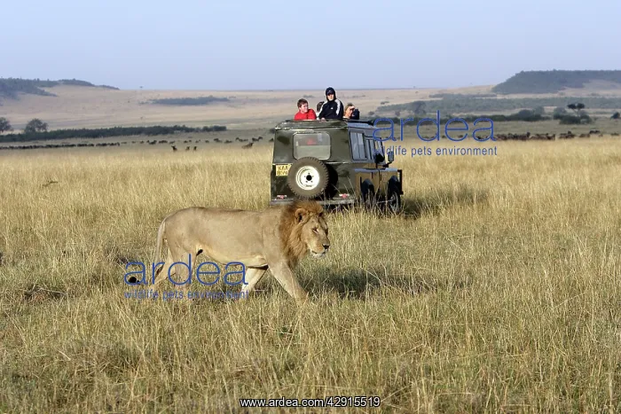 : Lion - male, being watched by tourists in vehicle : Lion - male, being watched by tourists in vehicle