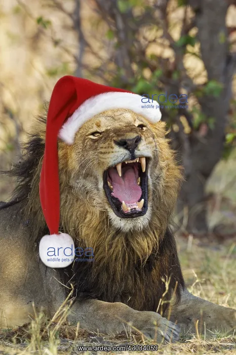 : Lion, male, wearing Christmas hat, Santa Roars : Lion, male, wearing Christmas hat, Santa Roars
