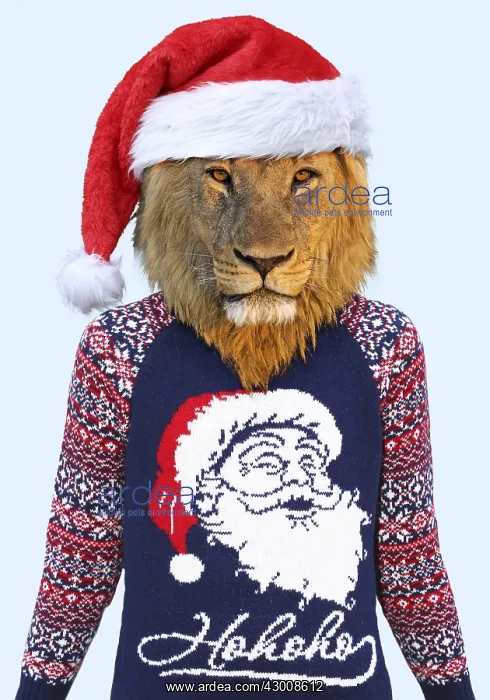 : Lion, male wearing Christmas jumper and Christmas hat : Lion, male wearing Christmas jumper and Christmas hat