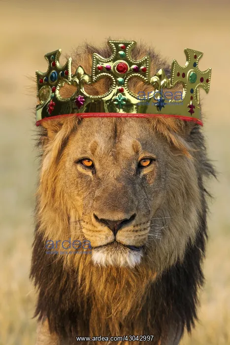  : Lion, male wearing crown