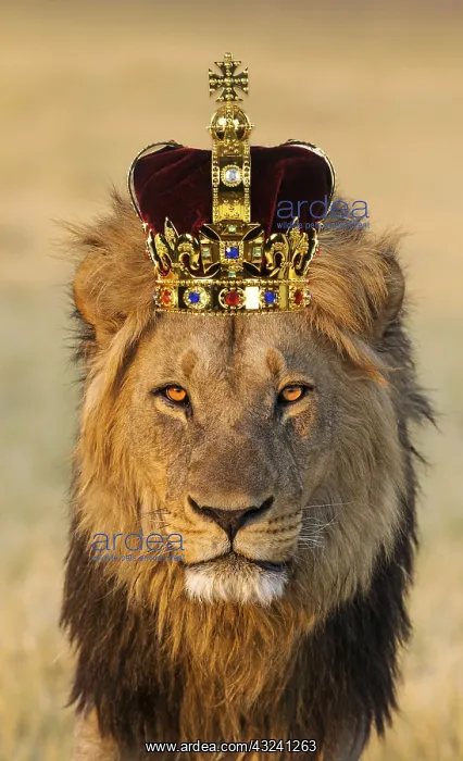  : Lion, male wearing crown