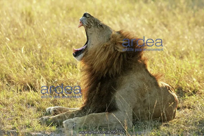 : Lion - male yawning : Lion - male yawning