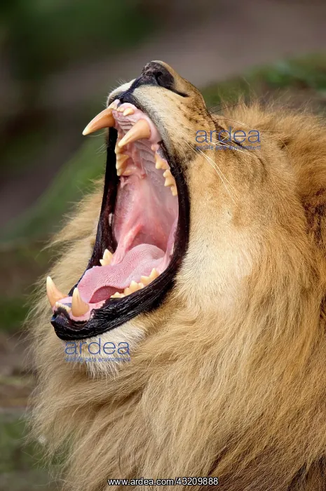 : Lion, male, yawning : Lion, male, yawning