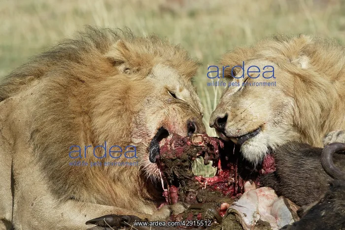 : Lion - two males feeding on kill : Lion - two males feeding on kill