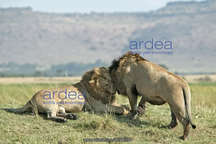 : Lion - two males greeting : Lion - two males greeting