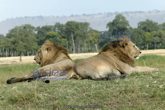 : Lion - two males resting : Lion - two males resting