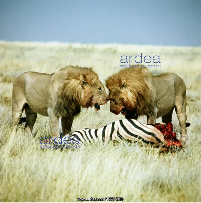 : LION - two males at zebra carcass : LION - two males at zebra carcass