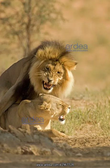 : Lion - mating pair : Lion - mating pair