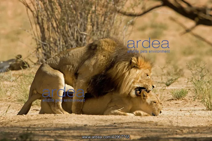 : Lion - mating pair with the male biting the head : Lion - mating pair with the male biting the head