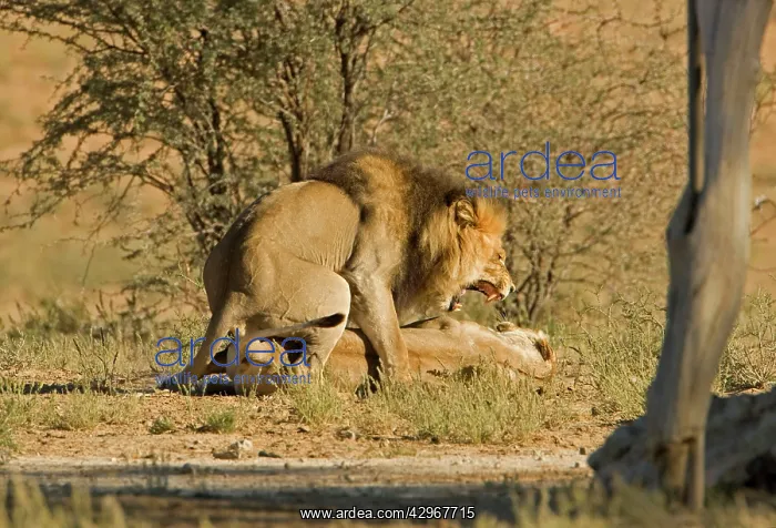 : Lion - mating pair - the male snarls with the female : Lion - mating pair - the male snarls with the female