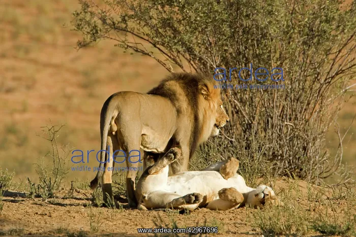 : Lion - mating pair - the male standing over the : Lion - mating pair - the male standing over the