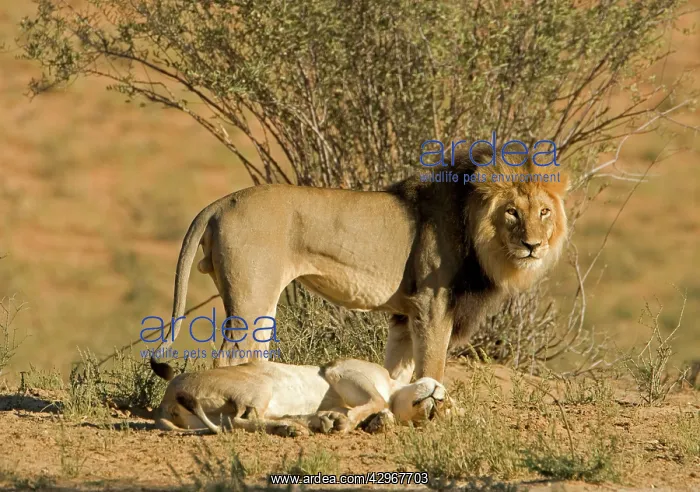 : Lion - mating pair - the male standing over the : Lion - mating pair - the male standing over the