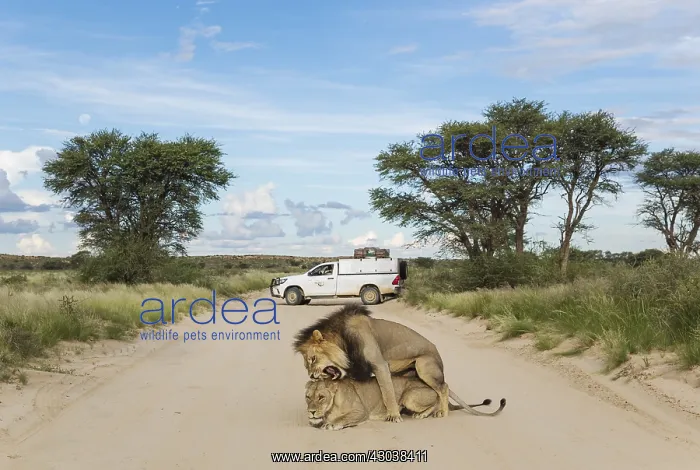  : Lion - mating pair on a road - behind them a tourist