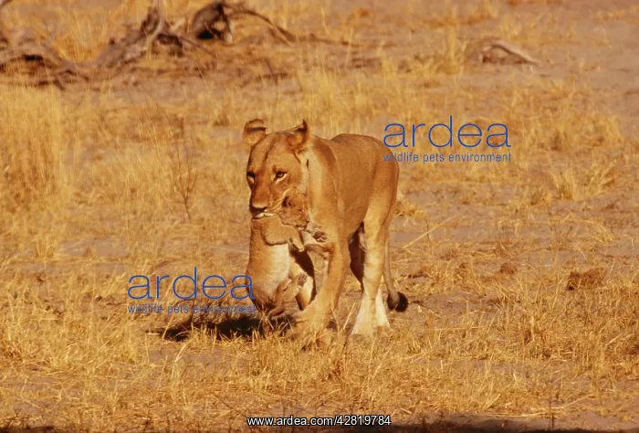 : LION - mother carrying her cub in mouth : LION - mother carrying her cub in mouth