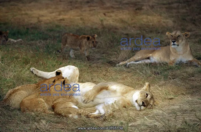 : Lion - mother feeding young : Lion - mother feeding young
