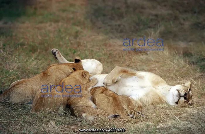 : Lion - mother feeding young : Lion - mother feeding young