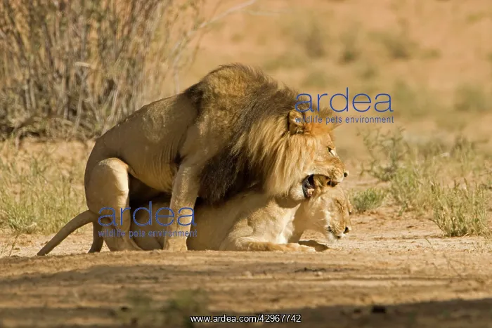 : Lion - pair mating with the male snarling and biting : Lion - pair mating with the male snarling and biting