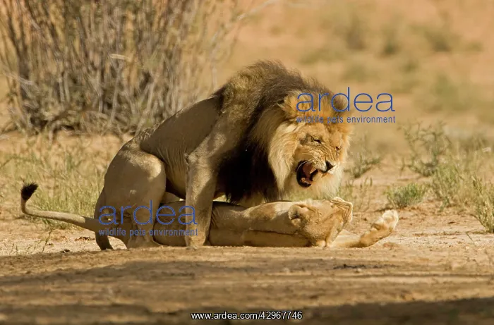 : Lion - pair mating with the male snarling and biting : Lion - pair mating with the male snarling and biting