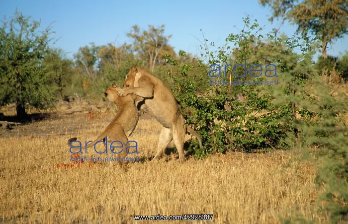 : LION - pair play-fighting : LION - pair play-fighting
