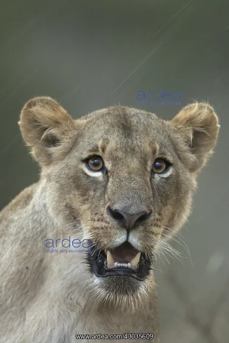 : Lion, Pantera leo, female, Nairobi national park, Kenya : Lion, Pantera leo, female, Nairobi national park, Kenya
