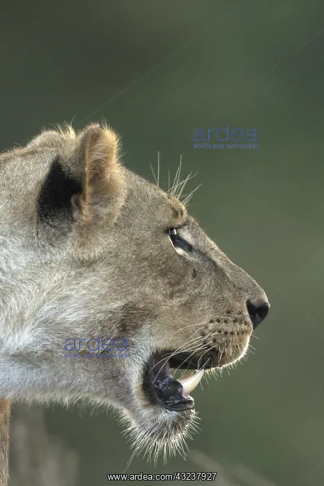 : Lion, Pantera leo, female, Nairobi national park, Kenya : Lion, Pantera leo, female, Nairobi national park, Kenya