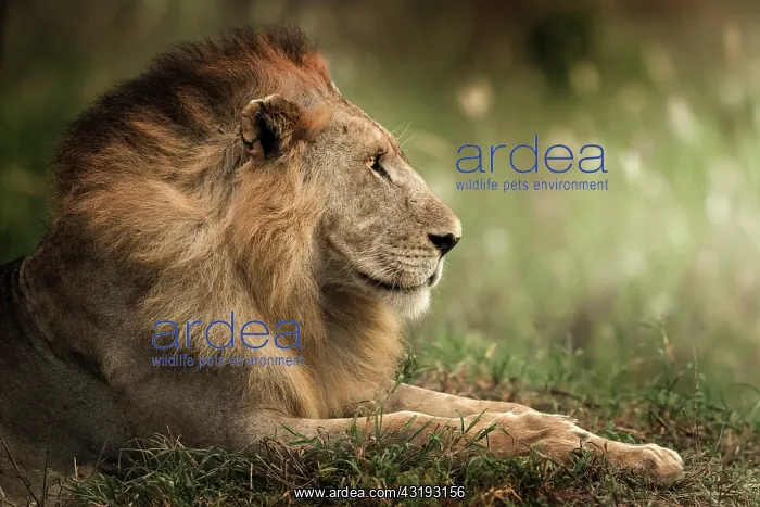 : Lion (Panthera leao) King's profile, Tsavo National : Lion (Panthera leao) King's profile, Tsavo National