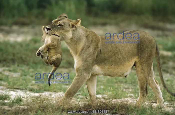 : Lion (Panthera leo) : Lion (Panthera leo)