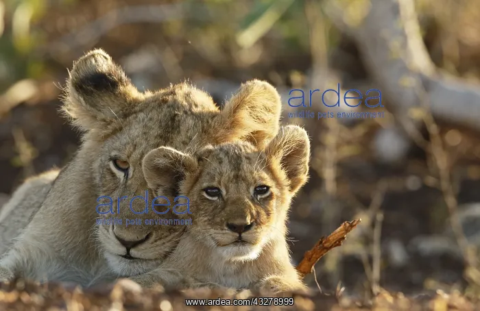 : Lion (Panthera leo) adult and cub portrait, Sou : Lion (Panthera leo) adult and cub portrait, Sou