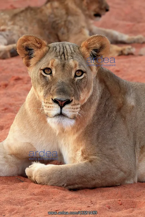 : Lion (Panthera leo), adult, female, alert, portrait : Lion (Panthera leo), adult, female, alert, portrait