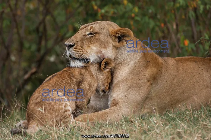 : Lion (Panthera leo), adult female with cub, nuzzling : Lion (Panthera leo), adult female with cub, nuzzling