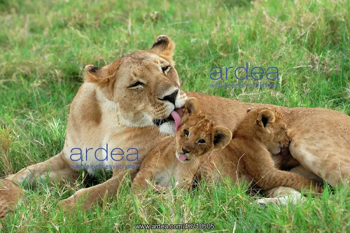 : Lion (Panthera leo), adult female licking cub, Masai : Lion (Panthera leo), adult female licking cub, Masai