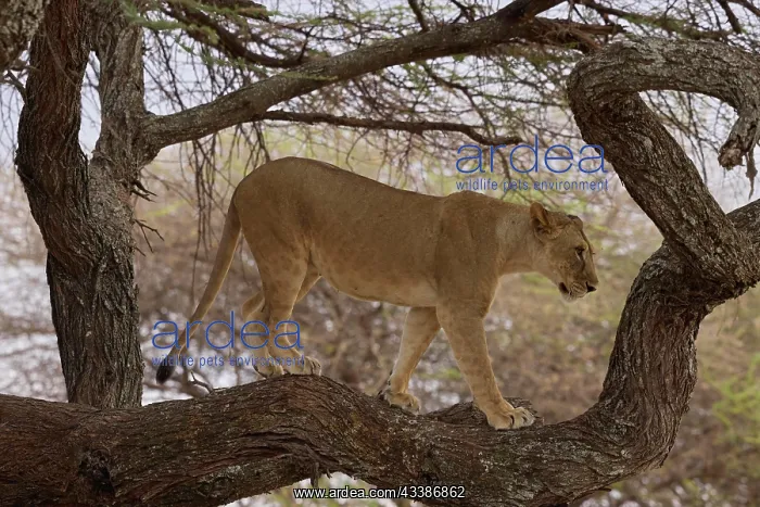 : Lion (Panthera leo), adult, female, standing on : Lion (Panthera leo), adult, female, standing on