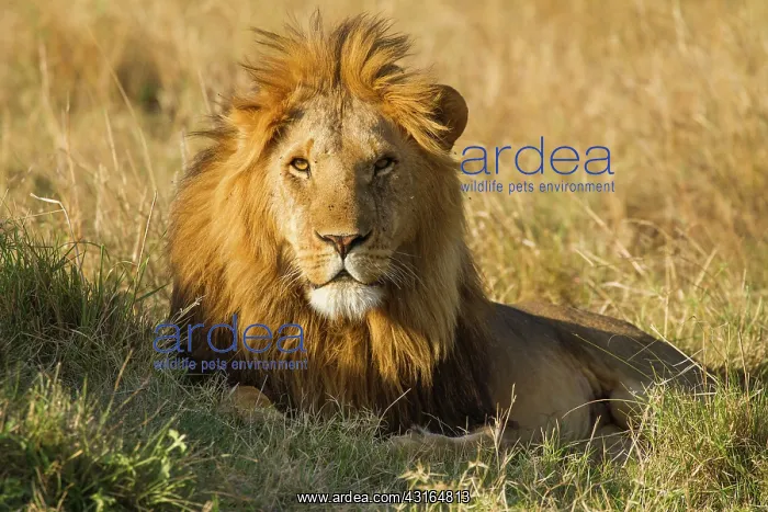 : Lion (Panthera leo) Adult male lying down, Kenya, Masai Mara National Reserve : Lion (Panthera leo) Adult male lying down, Kenya, Masai Mara National Reserve