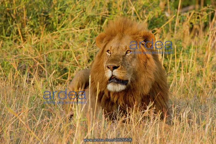 : Lion (Panthera leo) Adult male lying down, Kenya, Masai Mara National Reserve : Lion (Panthera leo) Adult male lying down, Kenya, Masai Mara National Reserve