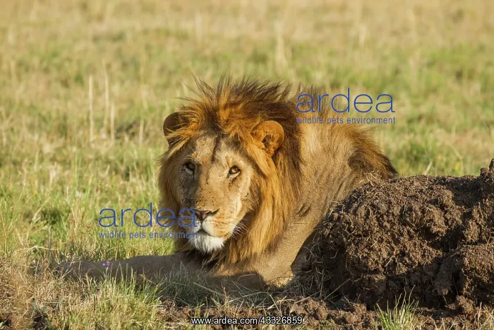 : Lion (Panthera leo) Adult male lying down, Kenya, Masai Mara National Reserve : Lion (Panthera leo) Adult male lying down, Kenya, Masai Mara National Reserve