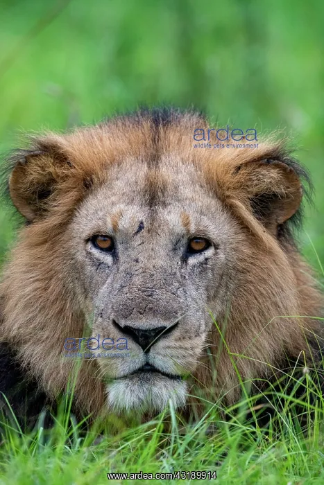 : Lion (Panthera leo) adult male lying in the grass : Lion (Panthera leo) adult male lying in the grass