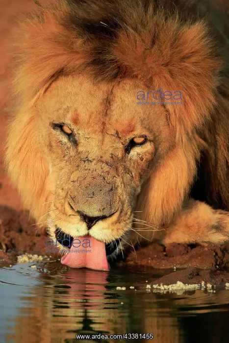 : Lion (Panthera leo), adult, male, portrait, at the : Lion (Panthera leo), adult, male, portrait, at the