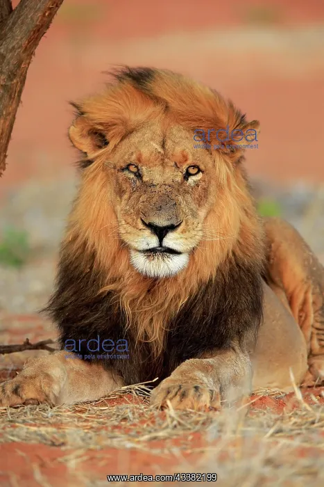 : Lion (Panthera leo), adult, male, portrait, alert : Lion (Panthera leo), adult, male, portrait, alert