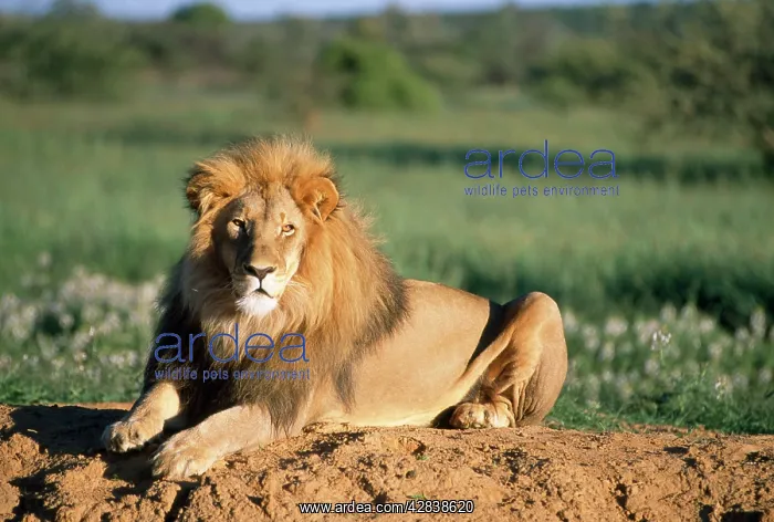 : Lion (Panthera leo). Africa : Lion (Panthera leo). Africa