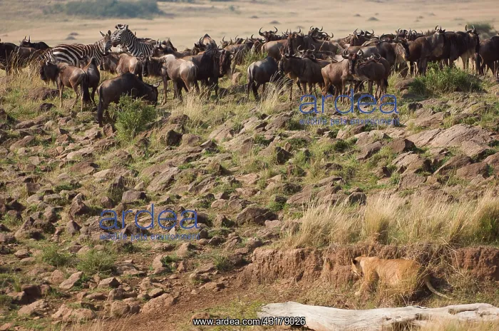 : Lion (Panthera leo) ambushing Blue Wildebeest (Connochaetes taurinus) at the Mara River : Lion (Panthera leo) ambushing Blue Wildebeest (Connochaetes taurinus) at the Mara River