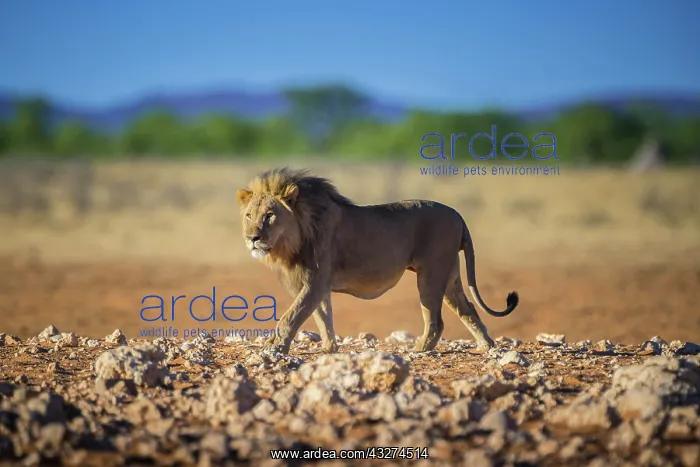 : Lion (Panthera leo) approaching a waterhole, etosha : Lion (Panthera leo) approaching a waterhole, etosha