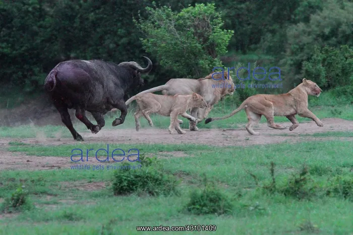: Lion (Panthera leo) and Buffalo (Syncerus caffer) : Lion (Panthera leo) and Buffalo (Syncerus caffer)
