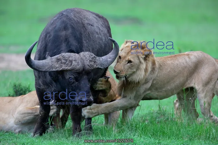 : Lion (Panthera leo) and Buffalo (Syncerus caffer) : Lion (Panthera leo) and Buffalo (Syncerus caffer)