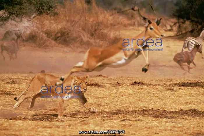  : LION, Panthera leo - Chasing impala, Aepyceros melampus