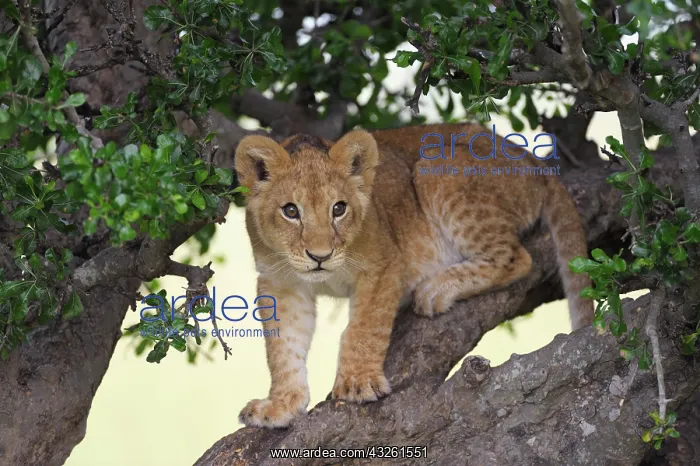 : Lion (Panthera leo) cub climbing in a tree, Massai : Lion (Panthera leo) cub climbing in a tree, Massai