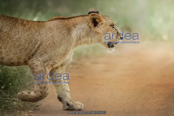 : Lion (Panthera leo) Cub discovering new roads, Tsavo : Lion (Panthera leo) Cub discovering new roads, Tsavo