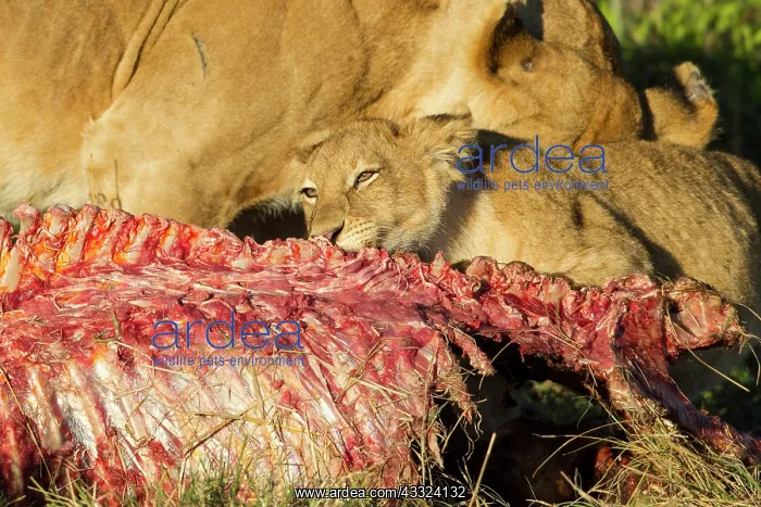 : Lion (Panthera leo) cub feeding on a kill, Kenya, Masai Mara National Reserve : Lion (Panthera leo) cub feeding on a kill, Kenya, Masai Mara National Reserve