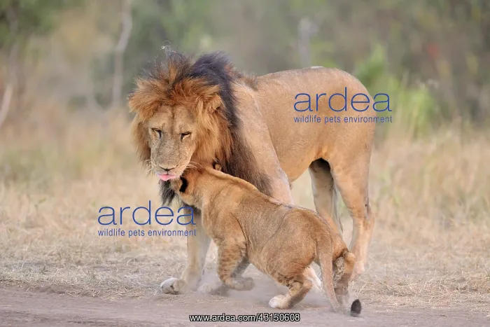 : Lion (Panthera leo) cub greeting his father : Lion (Panthera leo) cub greeting his father