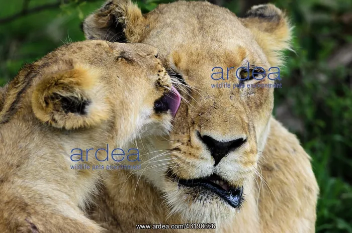 : Lion (Panthera leo) cub grooming a lioness. MalaMala : Lion (Panthera leo) cub grooming a lioness. MalaMala