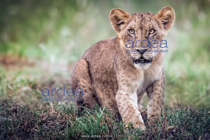 : Lion (Panthera leo) Cub hunting tests, Tsavo National : Lion (Panthera leo) Cub hunting tests, Tsavo National